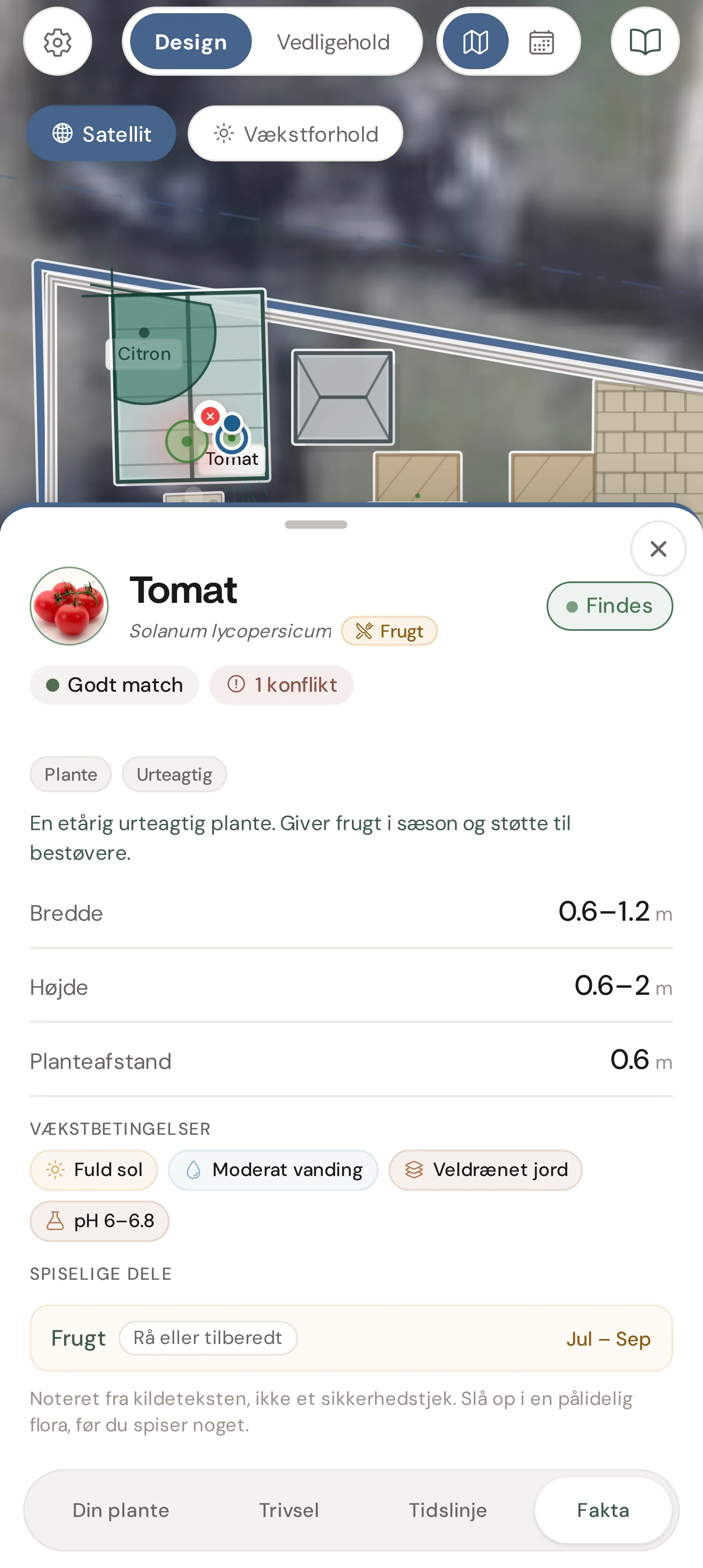 En tomat i drivhuset i perma, med dens vækstbetingelser.